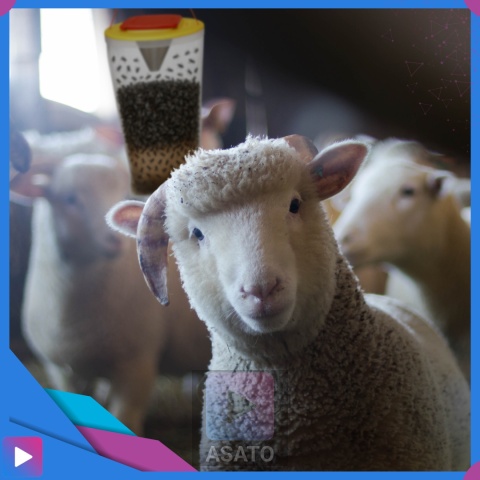 Pułapka na Muchy i Komary z Wabikiem – Worek Bio na Owady, Bez Chemii, 1 szt. ASATO®